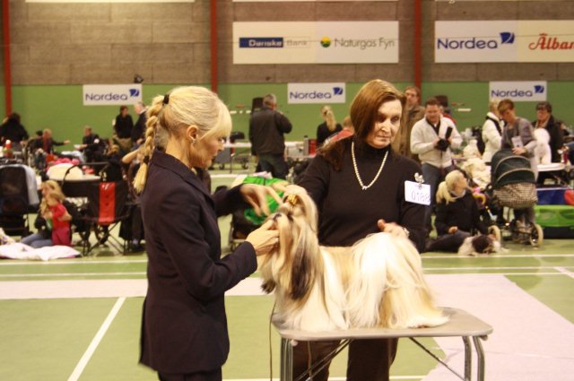 Shih Tzu Danmark